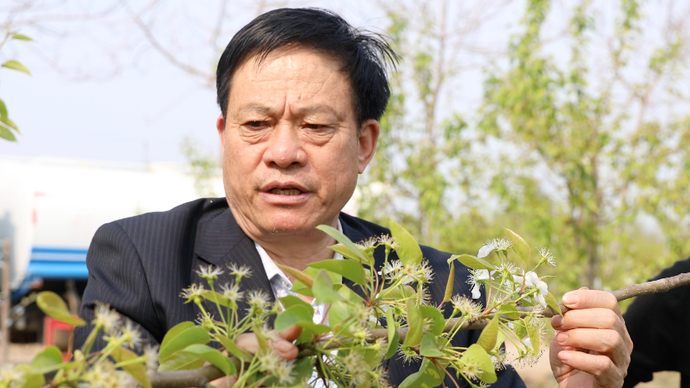 果然视频｜陈学森：一上午挑60担大粪，肩膀被磨得血肉模糊