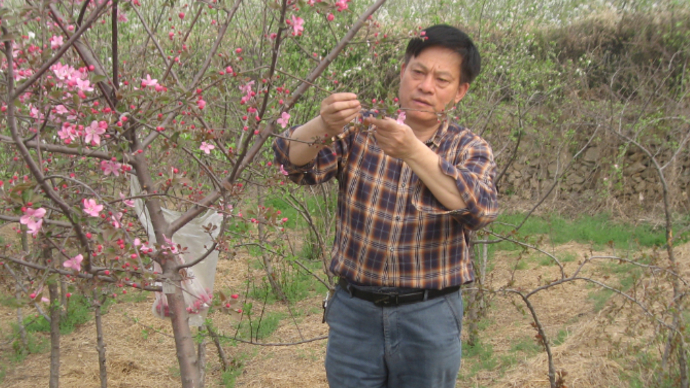 果然视频｜陈学森：自制杂交“去雄器”，比传统办法提高20倍