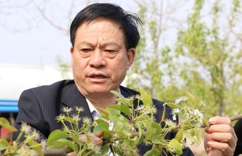 建党百年｜把科研成果种在田野，“农民”教授陈学森的田园梦