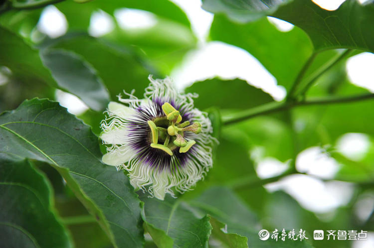 情报站清新别致吃过百香果日照麒麟山百香果开花你见过吗