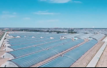 红色齐鲁｜敢闯敢试，蔬菜之乡名声响