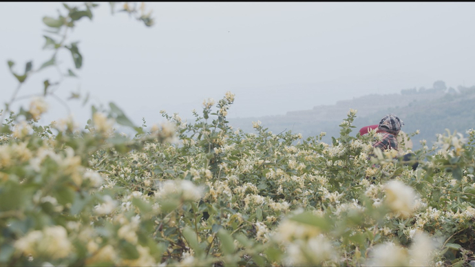 果然视频｜花开此间预告片：九间棚的金银花“飞”出了沂蒙山