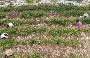 《花开此间》海报｜九间棚的金银花花开全国，成为“致富花”