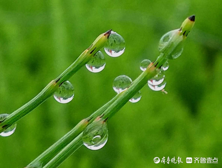 情報站一閃一閃亮晶晶清晨接骨草掛滿露珠別有一景