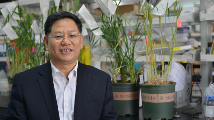 悦读大学| 孔令让的小麦育种梦