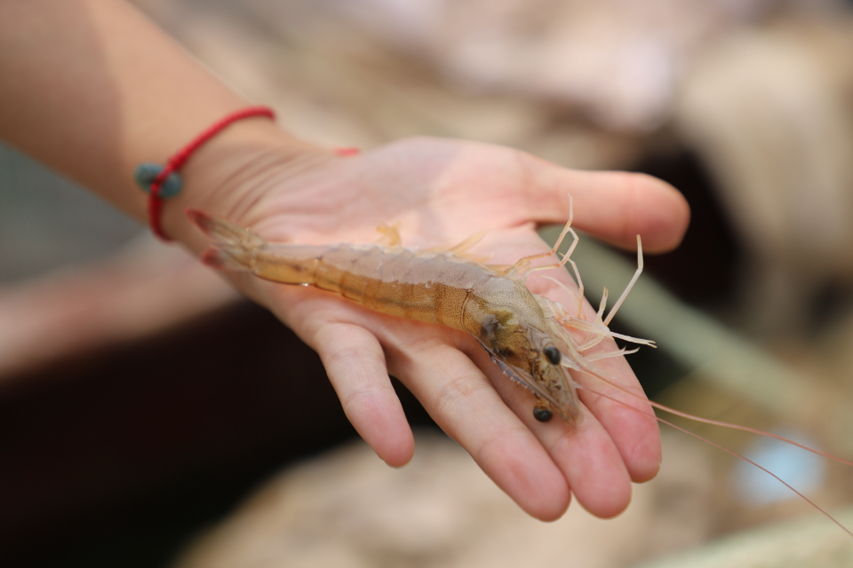 第一网开捕滨州盐田虾让您忽略对虾线的顾虑