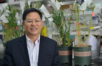 悦读大学|孔令让的小麦育种梦