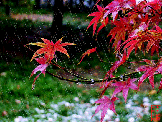 初秋雨图片唯美意境图片