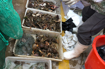 争抢开海第一"鲜"！烟台东口码头第一船海鲜上岸，三五分钟售空