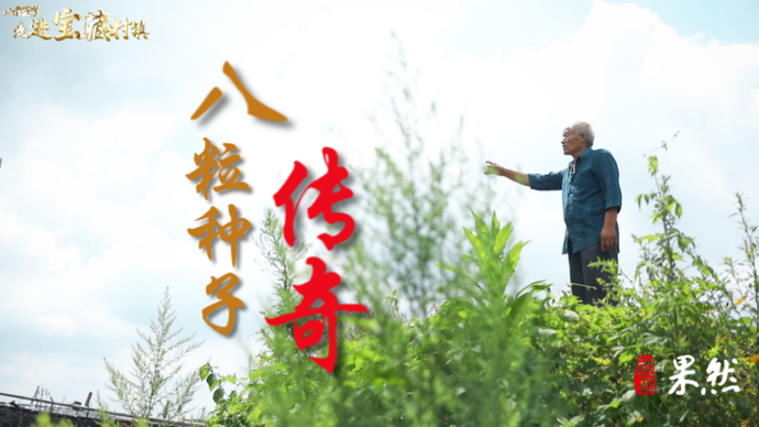 果然视频·走进宝藏村镇|八粒西洋参种子“长出”文登百亿品牌