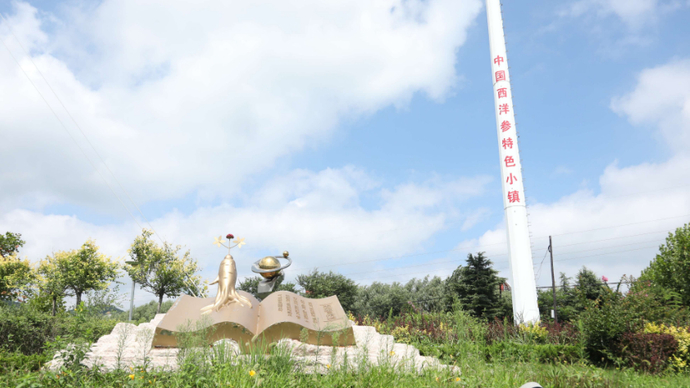 走进宝藏村镇｜文登西洋参：八粒小参种长成百亿大品牌