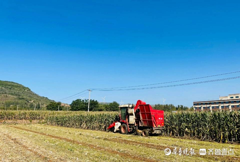 肥城市安临站镇安站村成熟的玉米色泽金黄,籽粒饱满,田间地头,机声