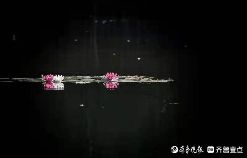 中秋悦|中秋的小区湖面上，仍在绽放的莲花