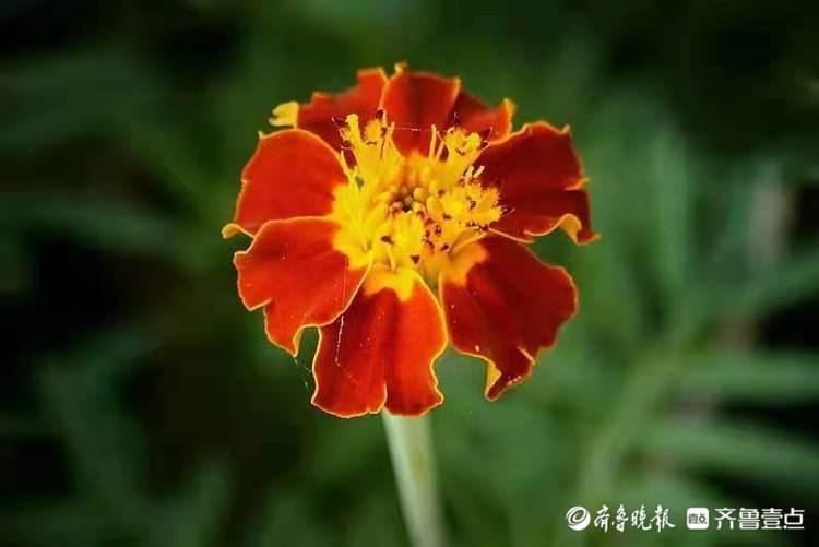 中秋悦|敬老之花万寿菊，花开艳丽