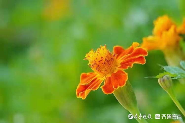 中秋悦|敬老之花万寿菊，花开艳丽