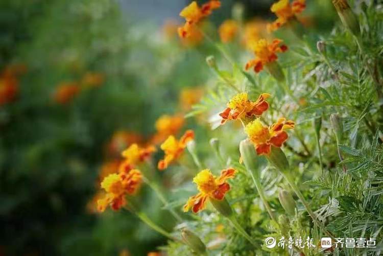 中秋悦|敬老之花万寿菊，花开艳丽
