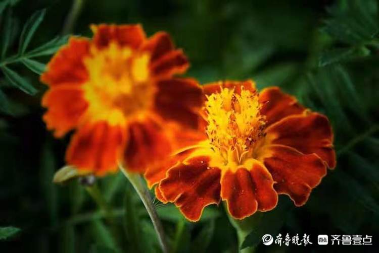 中秋悦|敬老之花万寿菊，花开艳丽