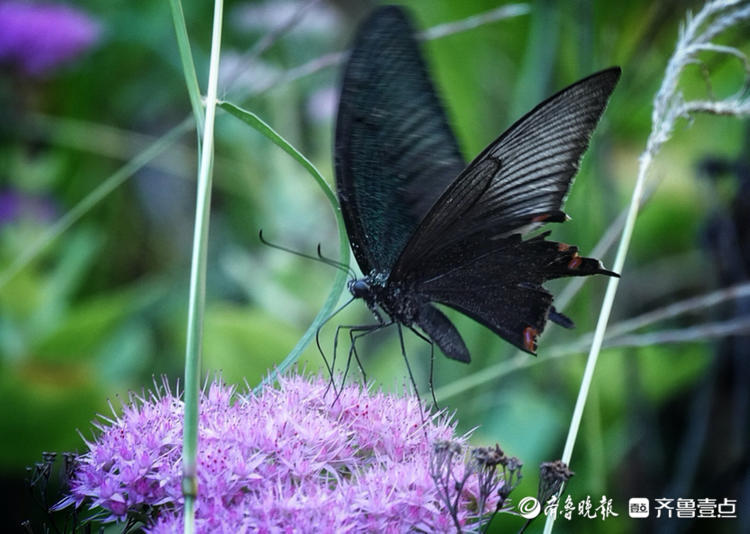 中秋悦|秋天里的黑蝴蝶