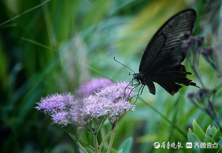 中秋悦|秋天里的黑蝴蝶