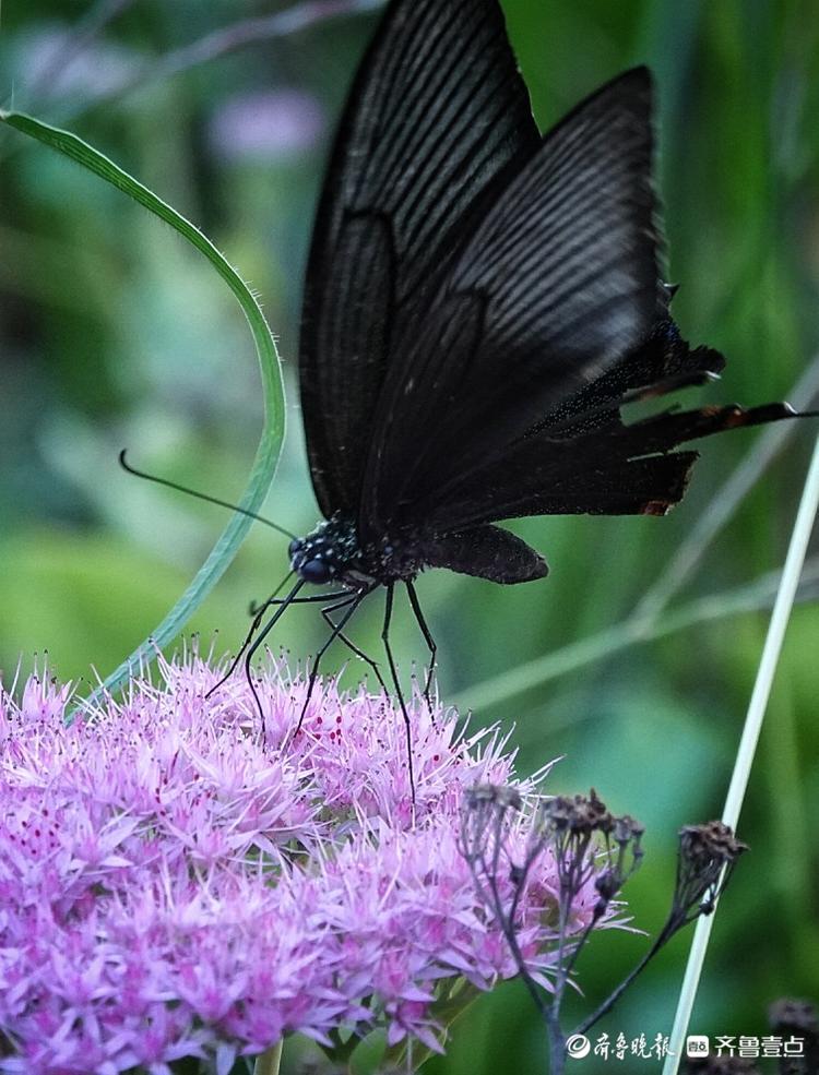 中秋悦|秋天里的黑蝴蝶