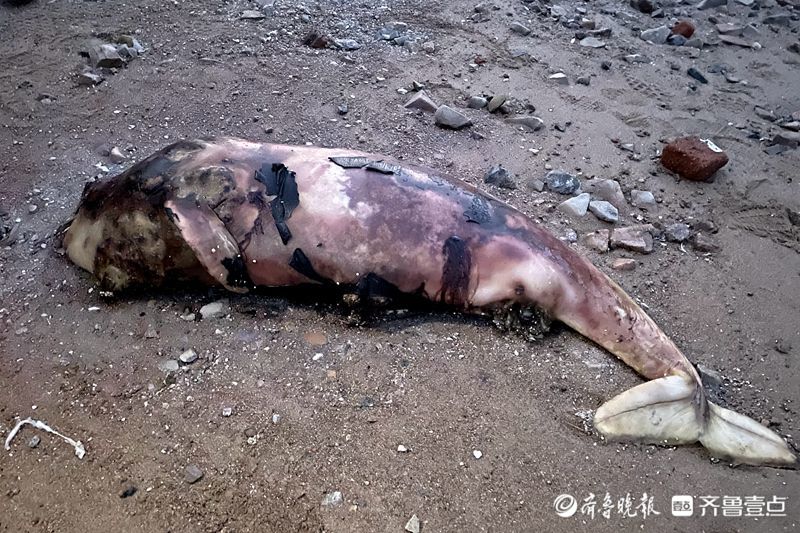 9月21日傍晚,一具国家一级保护动物江豚尸体出现在青岛小港角旁的海滩