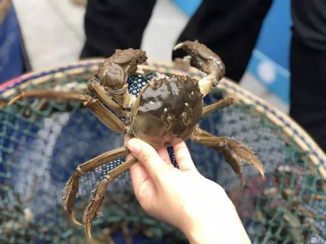 阳澄湖大闸蟹9月22日开捕
