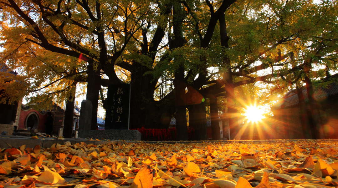 每到金秋,浮来山定林寺内的"天下银杏第一树"便迎来它最繁华的时刻