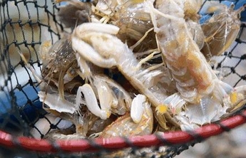 威海海产品年产量稳居全国地级市首位，“海上粮仓”优势突出