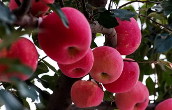 未来五年，烟台将打造“烟台苹果”千亿级特色产业集群