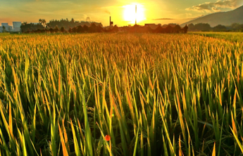 山东秋收秋种气象专报：多云天气为主，建议抢晴收晒秋作物