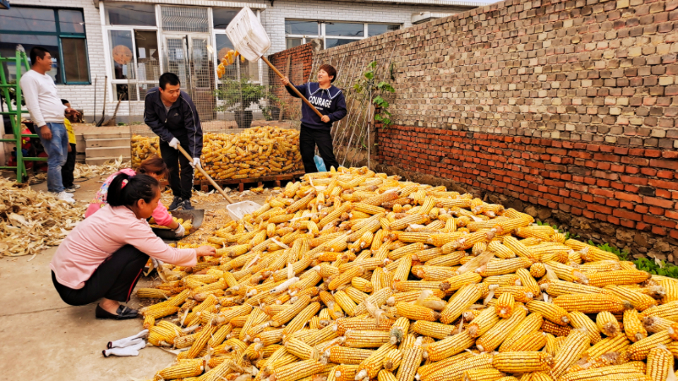 我眼中的双节山东师范大学苏雨田农忙时节