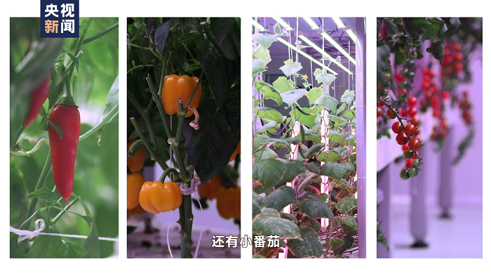 航天员出征前吃的青菜哪里来？走进东风航天城“蔬菜工厂”