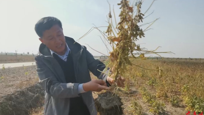 果然视频|亩产超过800斤，黄河三角洲盐碱地育出高产大豆