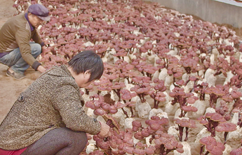 走进宝藏村镇|灵芝小镇遍地灵芝撒“金”粉