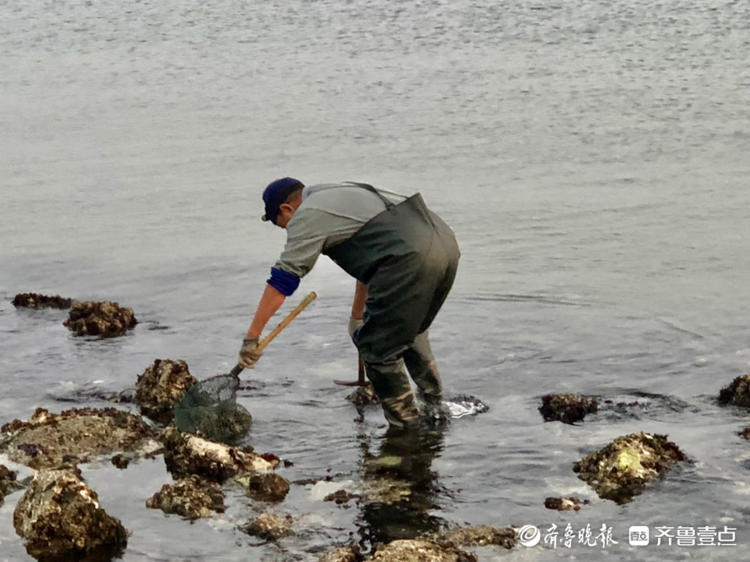 情報站真過癮煙臺市民清晨趕海忙礁石上挖海蠣子收穫滿滿