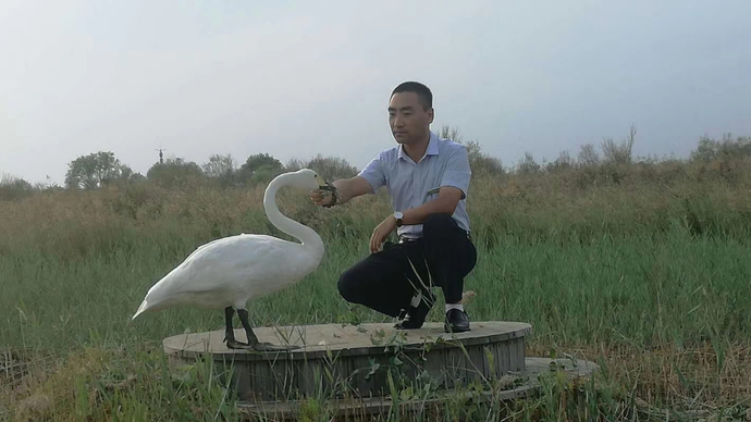 本报记者探访黄河口生态旅游区：护鸟人与天鹅“小雪”的十四年