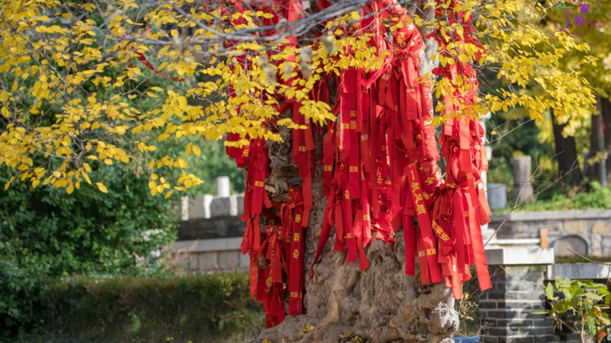 泰安文旅"大家拍"投票开启，持续征稿！来稿别忘备注姓名、电话