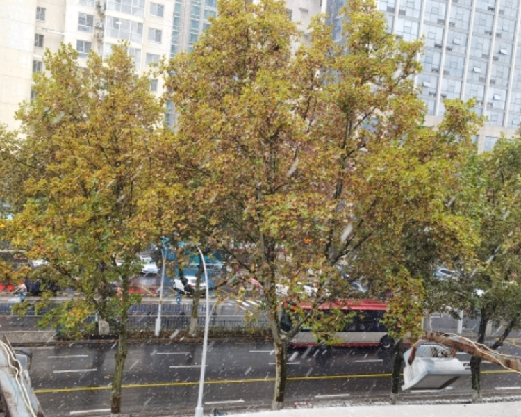 11月7日，淄博迎来了2021年入冬以来首场降雪天气。受强冷空气影响，预计今天白天到夜间，淄博将出现10毫米以上的降雪，积雪深度4～8厘米。今年下半年来的最强寒潮也如期抵达。