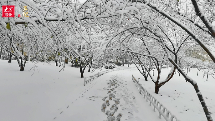 宛如仙境！风雪中聊城徒骇河边拍下的绝美景观