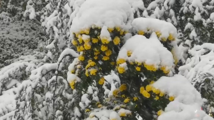 果然视频|大雪压花枝！趵突泉公园十万盆菊花绽放别样美