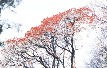 图集丨立冬迎初雪  临朐石门坊开启雪景模式