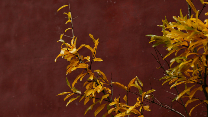 壹图集丨立冬初雪飘，泰山红门别样美