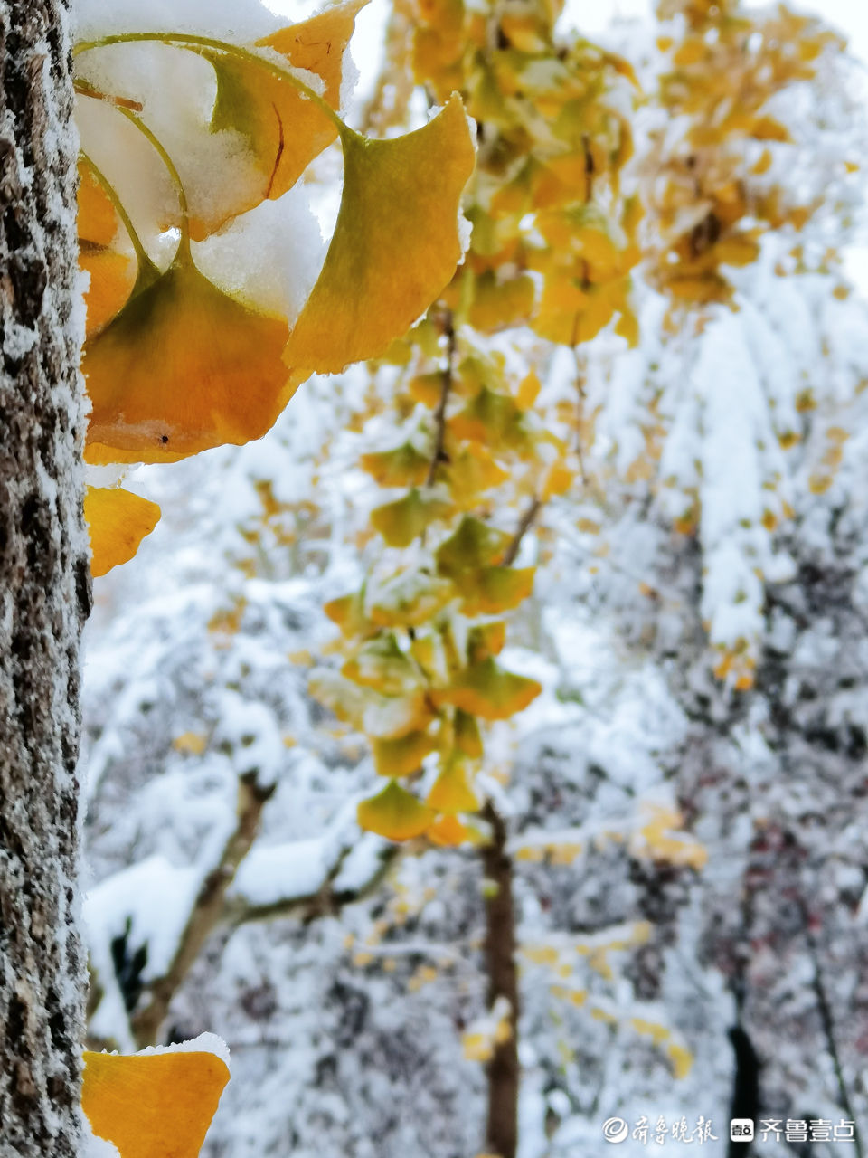 雪后树景图片图片