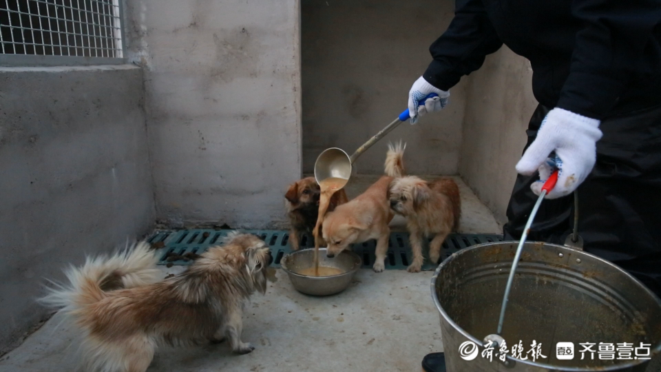 日照市犬只收容留检中心在行动这个冬天流浪狗不再饥寒