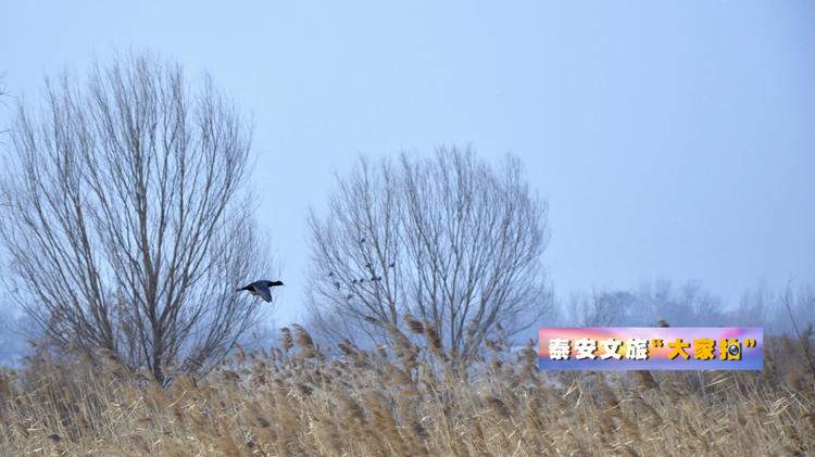 泰安文旅“大家拍”首期活动投稿作品选登