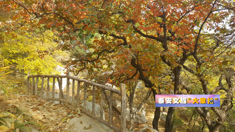 泰安文旅“大家拍”首期活动投稿作品选登