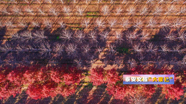 泰安文旅“大家拍”首期活动投稿作品选登