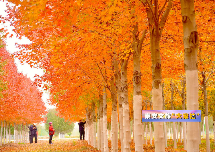 泰安文旅“大家拍”首期活动投稿作品选登