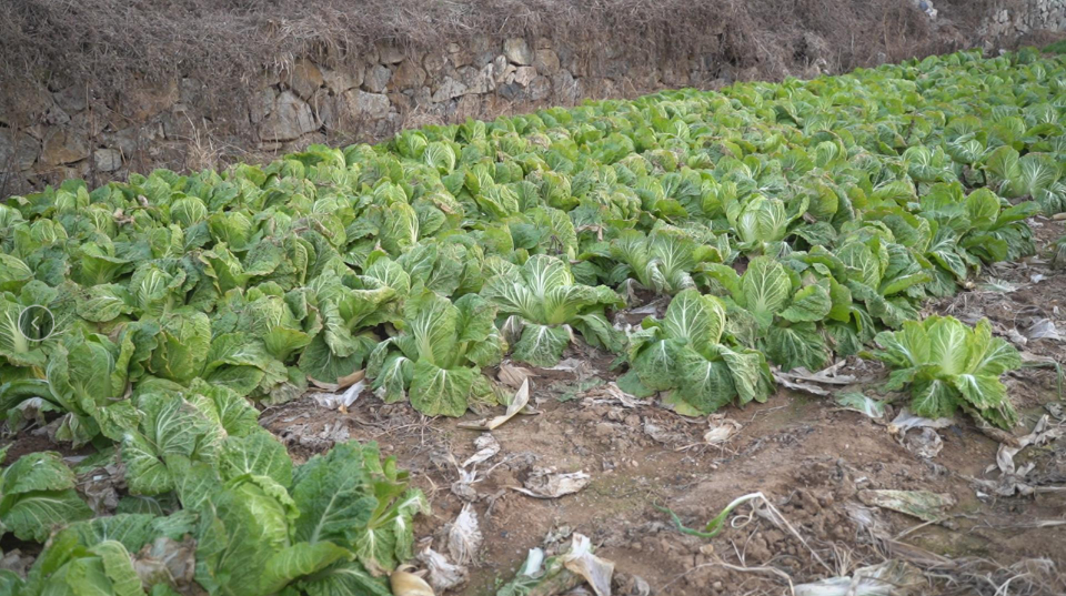 壹点帮办|八千斤白菜烂地里？威海一场爱心接力助遇困夫妇渡难关