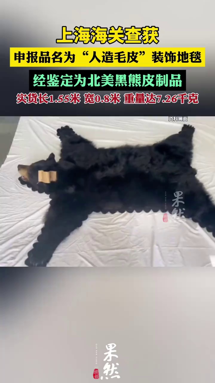 上海海关查获北美黑熊毛皮制地毯（看看新闻KNEWS）
